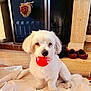 Réo a rejoint le concours — aidez-le/la à gagner de superbes lots ! dog, white_dog, toy, red_ball, blanket, fireplace, indoor, pet, cute, small_dog, fur, sitting, playful, home, cozy, carpet, shoes, relaxing, animal, companion