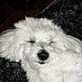 Réo participe au concours pour gagner de l'argent avec cette photo : dog, white, fluffy, sleeping, pet, fur, cozy, resting, indoors, closeup, animal, cute, relaxed, soft, adorable, laying, nose, ears, quiet, calm