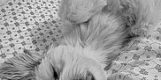 Réo a rejoint le concours — aidez-le/la à gagner de superbes lots ! dog, pet, sleeping, bed, blanket, fur, black_and_white, cozy, relaxed, paw, cute, animal, indoor, pattern, texture, resting, canine, fluffy, laying_down, comfort