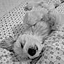dog, pet, sleeping, bed, blanket, fur, black_and_white, cozy, relaxed, paw, cute, animal, indoor, pattern, texture, resting, canine, fluffy, laying_down, comfort