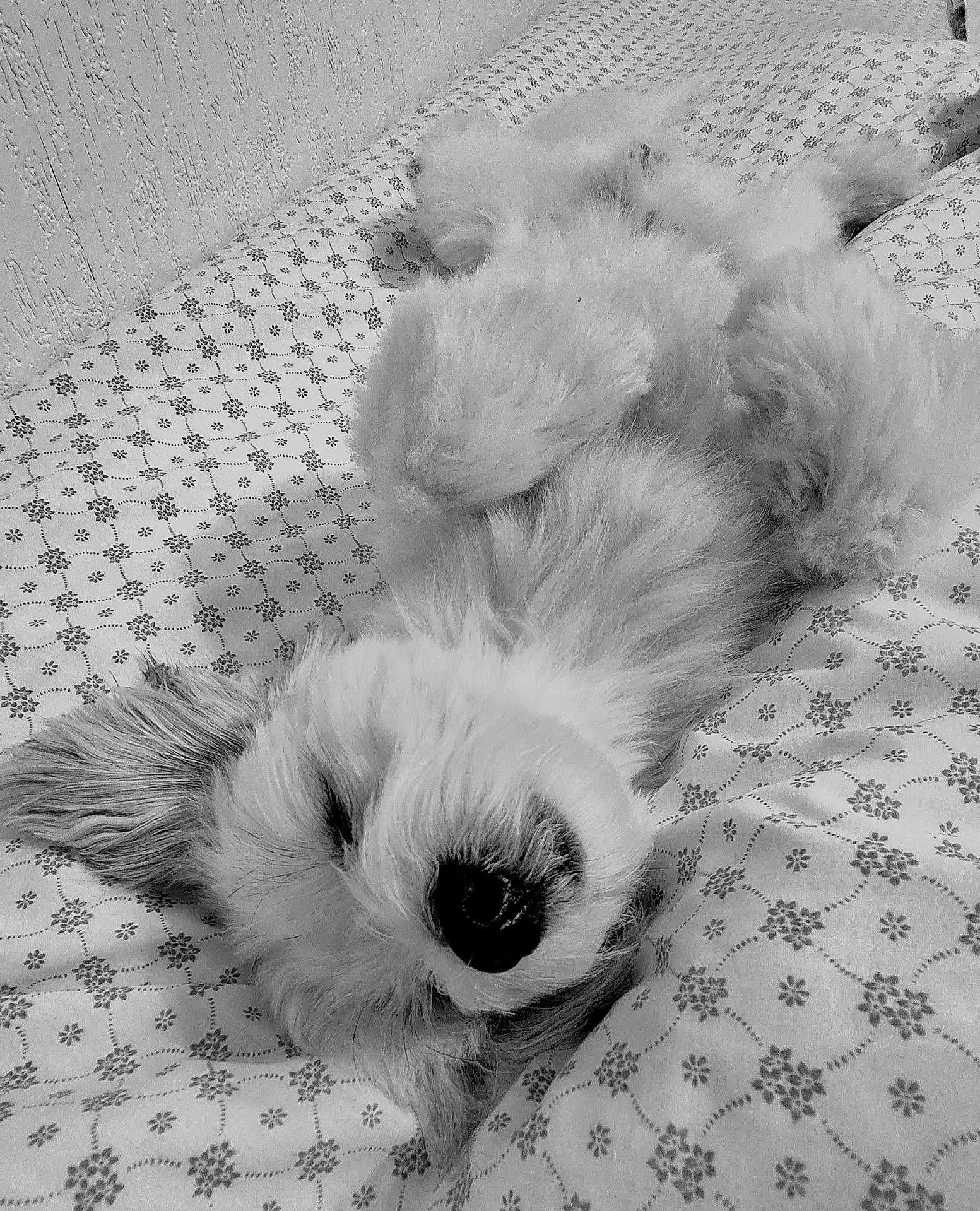 Réo a rejoint le concours — aidez-le/la à gagner de superbes lots ! dog, pet, sleeping, bed, blanket, fur, black_and_white, cozy, relaxed, paw, cute, animal, indoor, pattern, texture, resting, canine, fluffy, laying_down, comfort