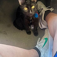 Porsche is registered to the contest to win money with this photo: black_cat, yellow_eyes, cat, pet, floor, person, legs, white_sneakers, green_swoosh, socks, indoor, curious, looking_up, animal, domestic_animal, feline, whiskers, collar, tag, shoes