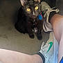 black_cat, yellow_eyes, cat, pet, floor, person, legs, white_sneakers, green_swoosh, socks, indoor, curious, looking_up, animal, domestic_animal, feline, whiskers, collar, tag, shoes