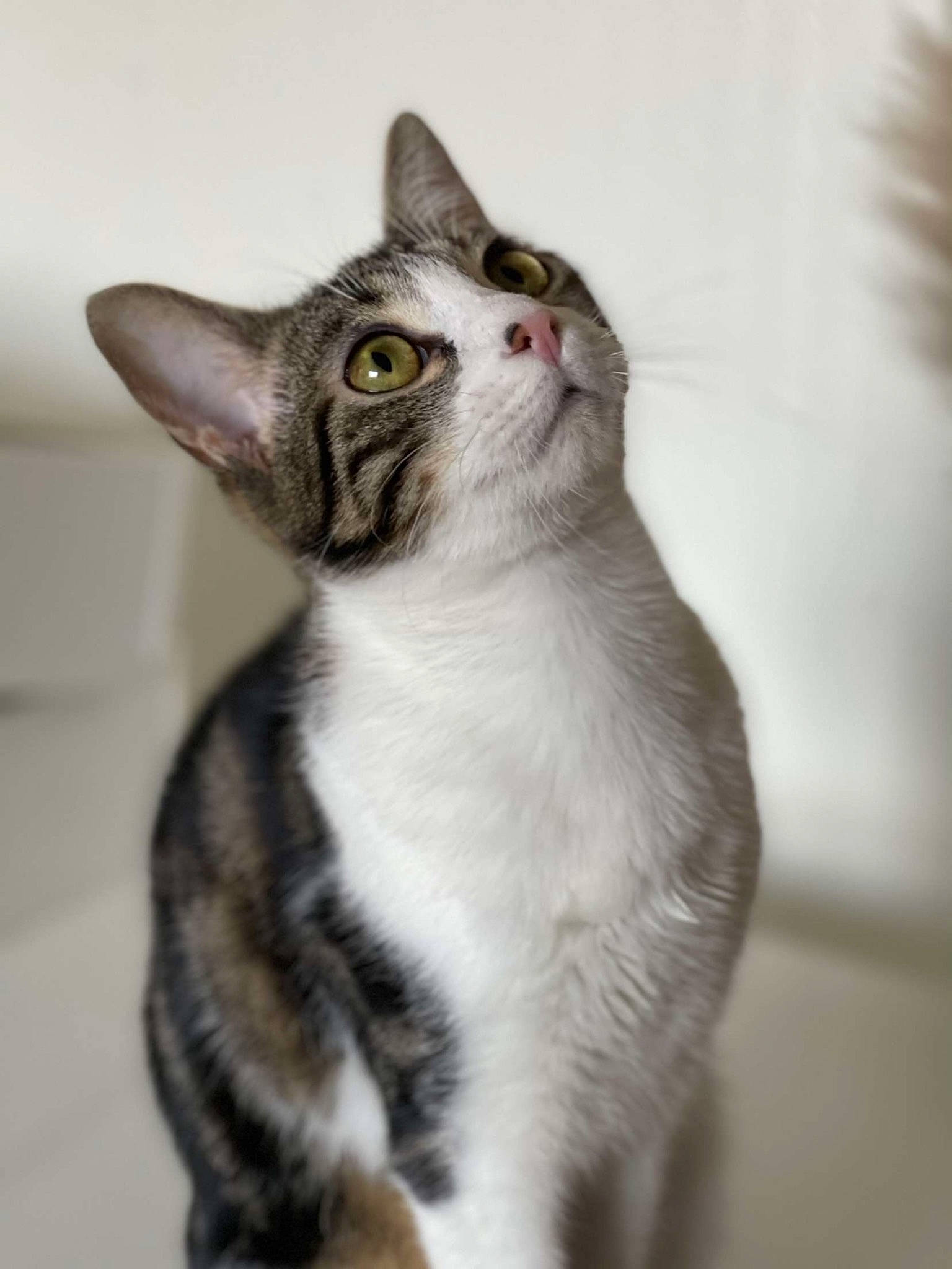 Hipsie participe au concours pour gagner de l'argent avec cette photo : carnivore, cat, domestic_short_haired_cat, felidae, fur, paw, small_to_medium_sized_cats, snout, tail, terrestrial_animal, whiskers, window