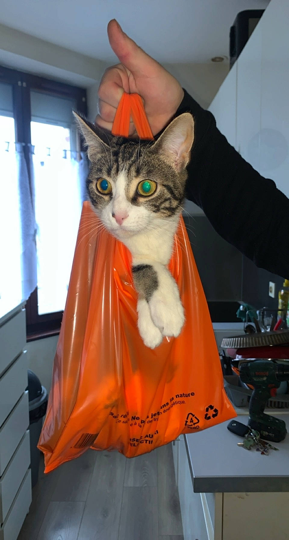 Hipsie participe au concours pour gagner de l'argent avec cette photo : animation, carnivore, cat, costume, domestic_short_haired_cat, fawn, felidae, fictional_character, fur, gesture, small_to_medium_sized_cats, tail, whiskers