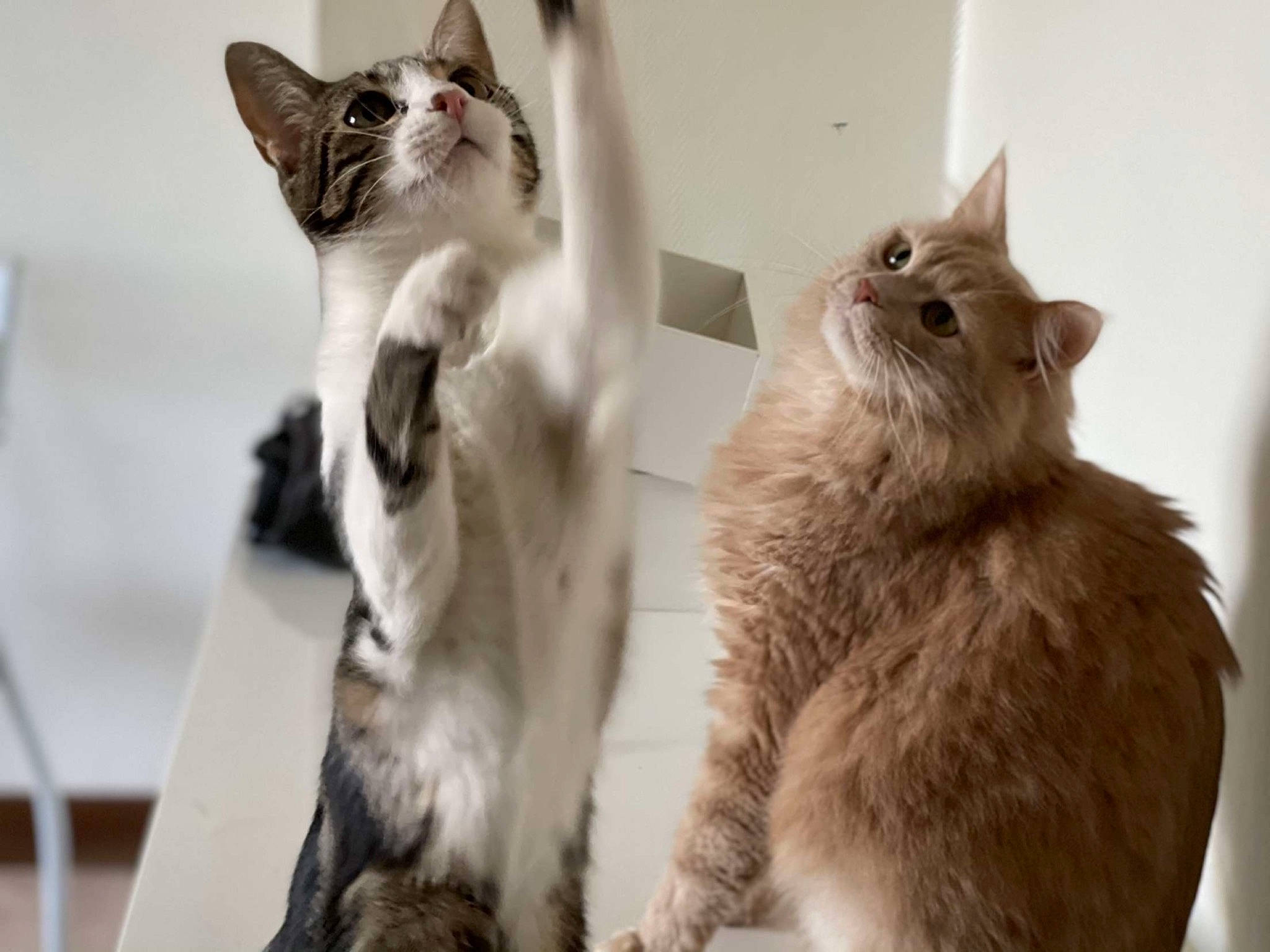 Hipsie a rejoint le concours — aidez-le/la à gagner de superbes lots ! carnivore, cat, cat_supply, domestic_short_haired_cat, felidae, fur, paw, pet_supply, small_to_medium_sized_cats, snout, tail, whiskers, window