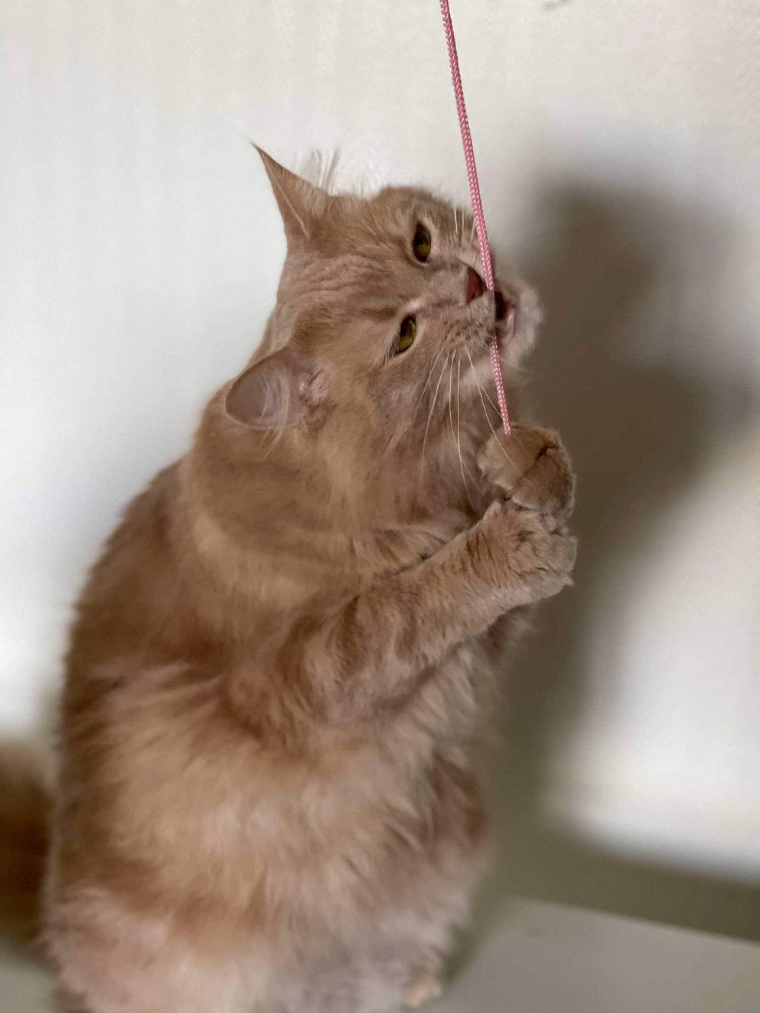 Moumoune a rejoint le concours — aidez-le/la à gagner de superbes lots ! canidae, carnivore, cat, claw, dog_breed, domestic_short_haired_cat, fawn, felidae, fur, paw, small_to_medium_sized_cats, snout, tail, whiskers, wood