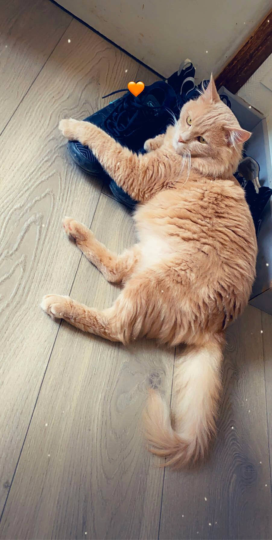 Moumoune a rejoint le concours — aidez-le/la à gagner de superbes lots ! canidae, carnivore, cat, cat_furniture, claw, companion_dog, domestic_short_haired_cat, felidae, flooring, foot, fur, gesture, hardwood, paw, sitting, small_to_medium_sized_cats, tail, whiskers, wood, wood_flooring