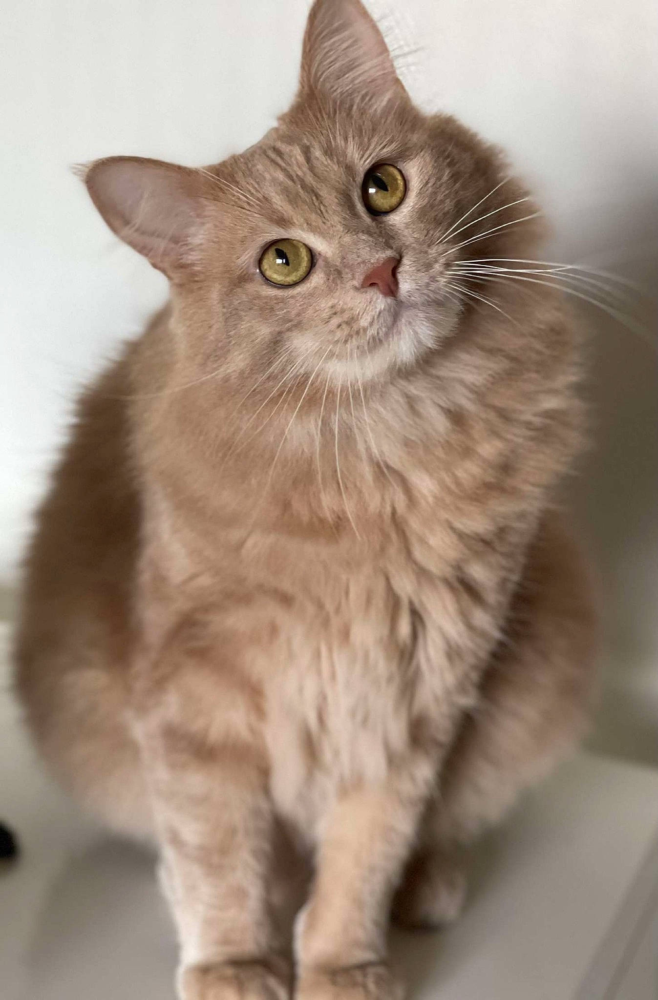 Moumoune participe au concours pour gagner de l'argent avec cette photo : british_longhair, carnivore, cat, claw, domestic_short_haired_cat, fawn, felidae, fur, paw, small_to_medium_sized_cats, snout, tail, terrestrial_animal, whiskers, window