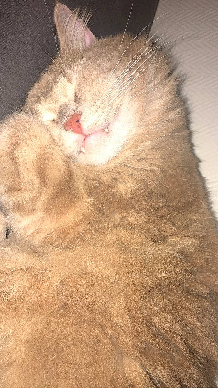 Moumoune a rejoint le concours — aidez-le/la à gagner de superbes lots ! carnivore, cat, claw, ear, eyelash, fawn, felidae, flesh, fur, marsupial, paw, primate, small_to_medium_sized_cats, tail, terrestrial_animal, whiskers, working_animal