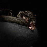 Suki a rejoint le concours — aidez-le/la à gagner de superbes lots ! animal, black_cat, cat, closeup, cozy, curled_tail, dark, ear, feline, fur, indoor, peaceful, pet, quiet, resting, serene, shadow, sleeping, soft_light, whiskers