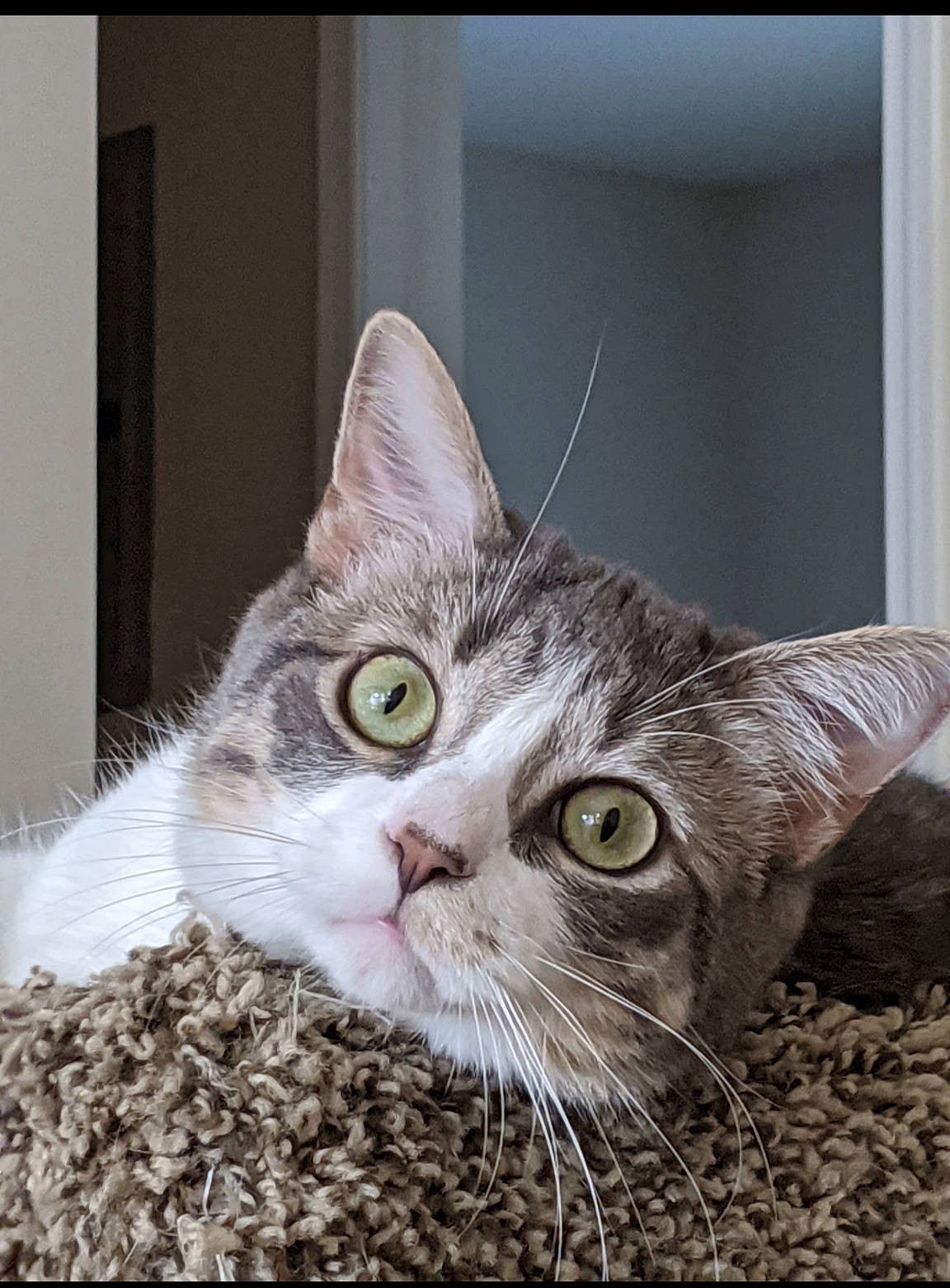 Bean is registered to the contest to win money with this photo: carnivore, cat, comfort, domestic_short_haired_cat, felidae, fur, paw, photo_caption, small_to_medium_sized_cats, snout, whiskers, window