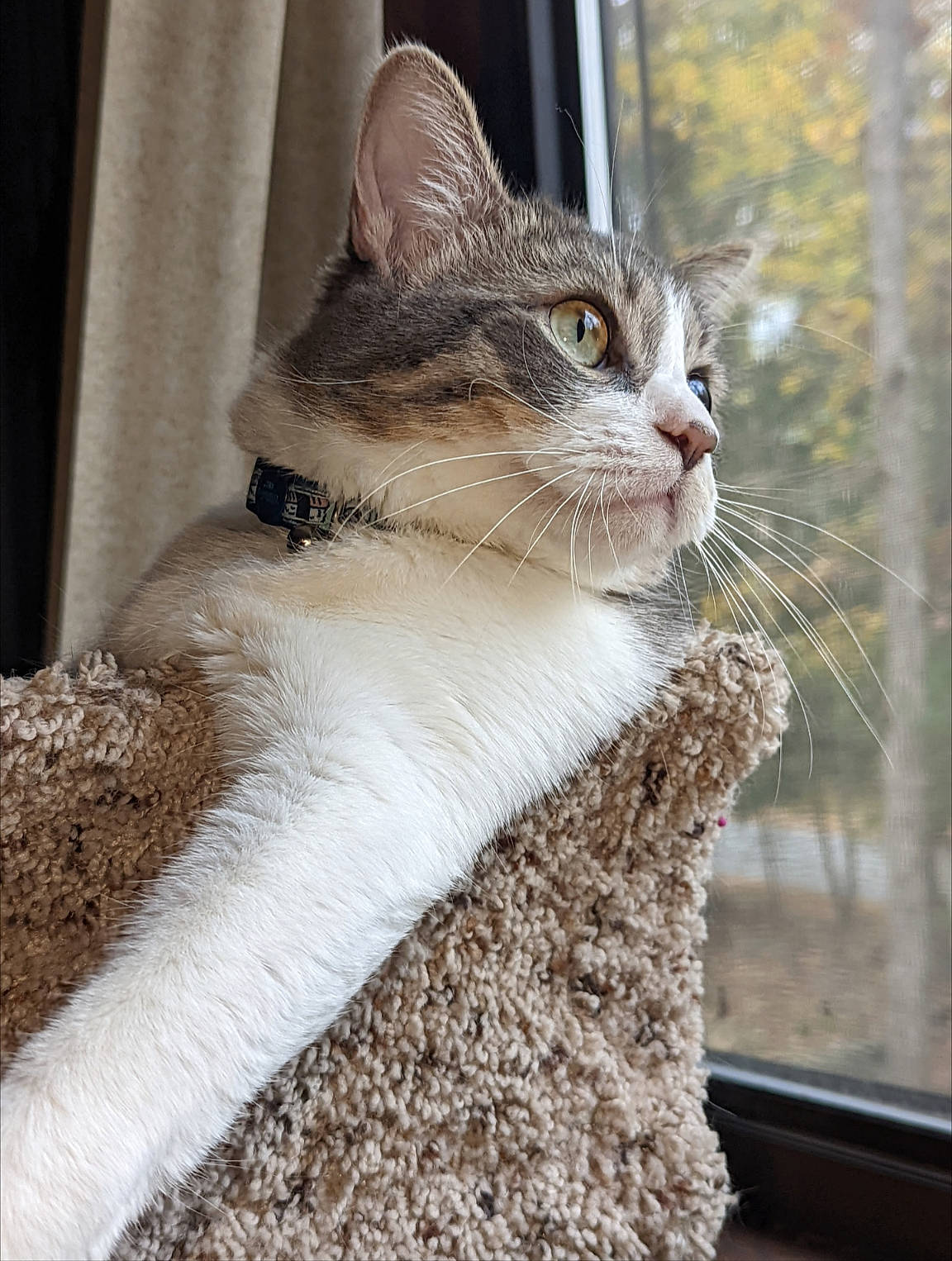 Bean joined the competition — help win amazing prizes! carnivore, cat, collar, domestic_short_haired_cat, door, fawn, felidae, fur, plant, sitting, small_to_medium_sized_cats, snout, tail, terrestrial_animal, tree, trunk, whiskers, wildlife, window, wood