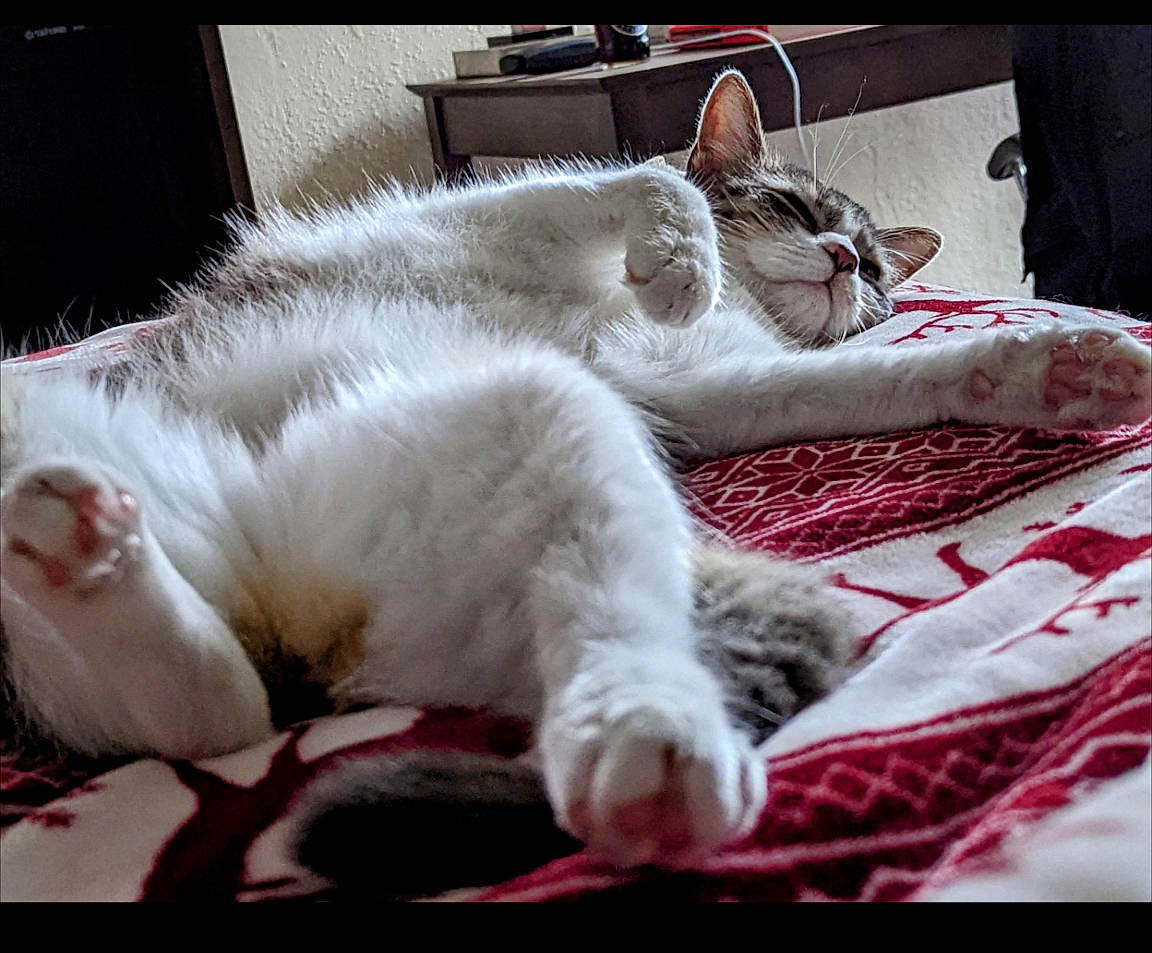 Bean joined the competition — help win amazing prizes! bed, bed_sheet, bedding, carnivore, cat, cat_supply, claw, comfort, domestic_short_haired_cat, fang, felidae, fur, linens, nap, paw, sleep, small_to_medium_sized_cats, snout, tail, whiskers