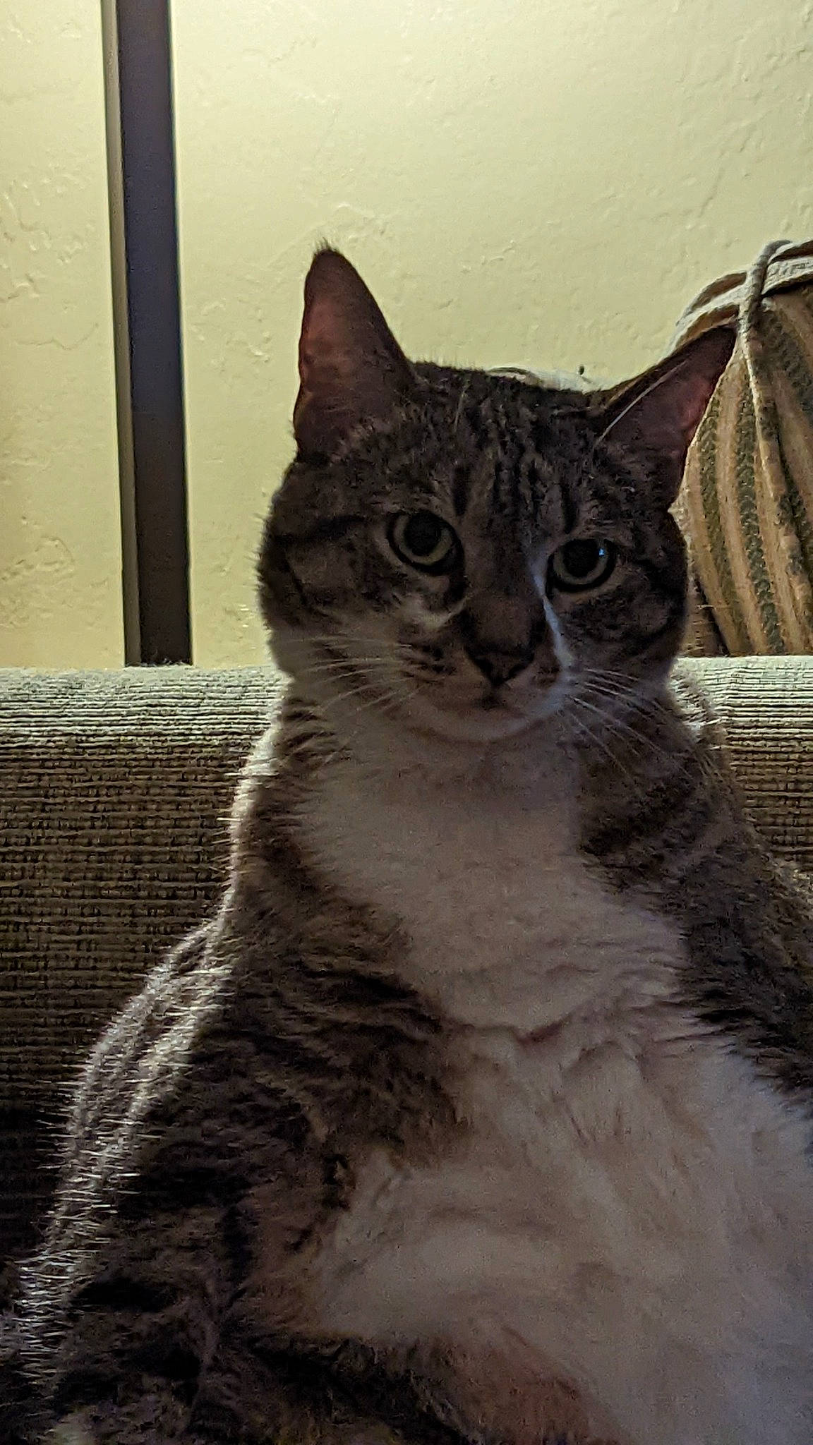 Snookers is registered to the contest to win money with this photo: carnivore, cat, domestic_short_haired_cat, door, felidae, fur, paw, small_to_medium_sized_cats, snout, terrestrial_animal, tree, whiskers, window