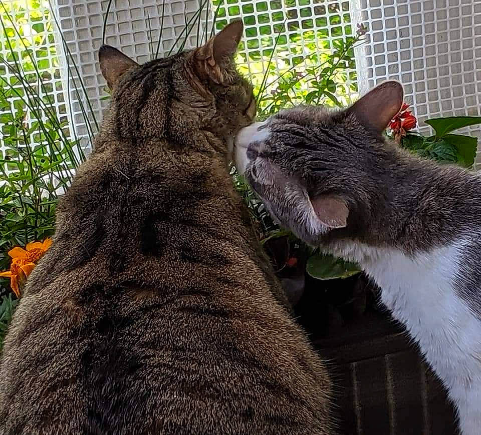 Snookers joined the competition — help win amazing prizes! carnivore, cat, domestic_short_haired_cat, facial_expression, felidae, fur, gesture, grass, grey, mammal, mesh, organism, plant, small_to_medium_sized_cats, snout, tail, terrestrial_animal, vertebrate, whiskers, window