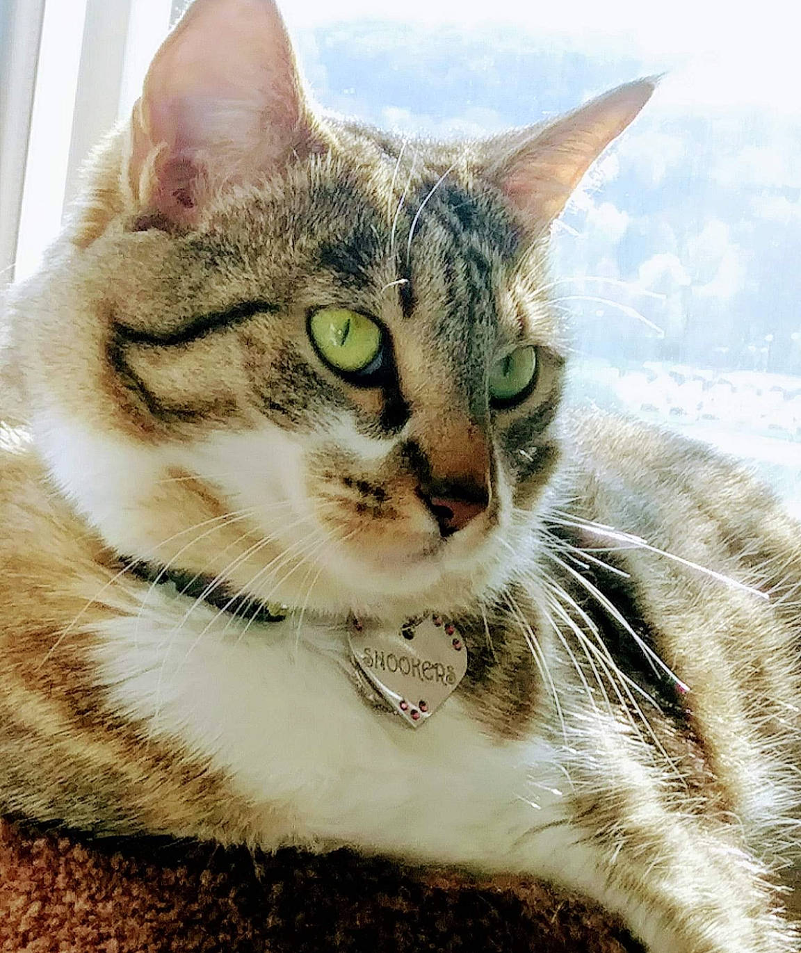 Snookers is registered to the contest to win money with this photo: carnivore, cat, claw, collar, domestic_short_haired_cat, felidae, fur, grass, paw, sky, small_to_medium_sized_cats, snout, terrestrial_animal, tree, whiskers, wildlife, window