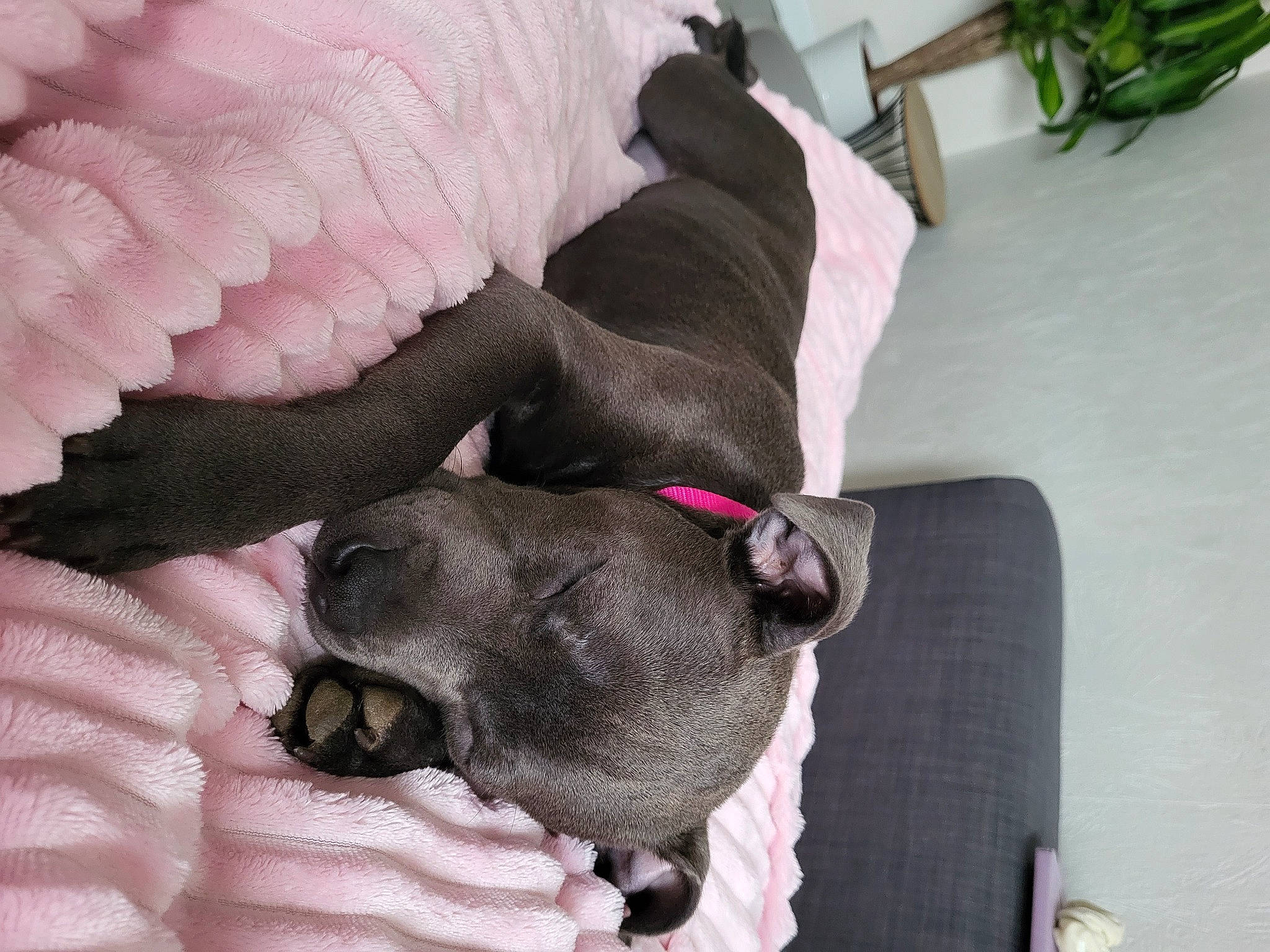 Tahiti a rejoint le concours — aidez-le/la à gagner de superbes lots ! canidae, carnivore, comfort, companion_dog, dog, dog_breed, fawn, felidae, flowerpot, fur, houseplant, linens, liver, nap, non_sporting_group, plant, sporting_group, tail, toy_dog, working_animal