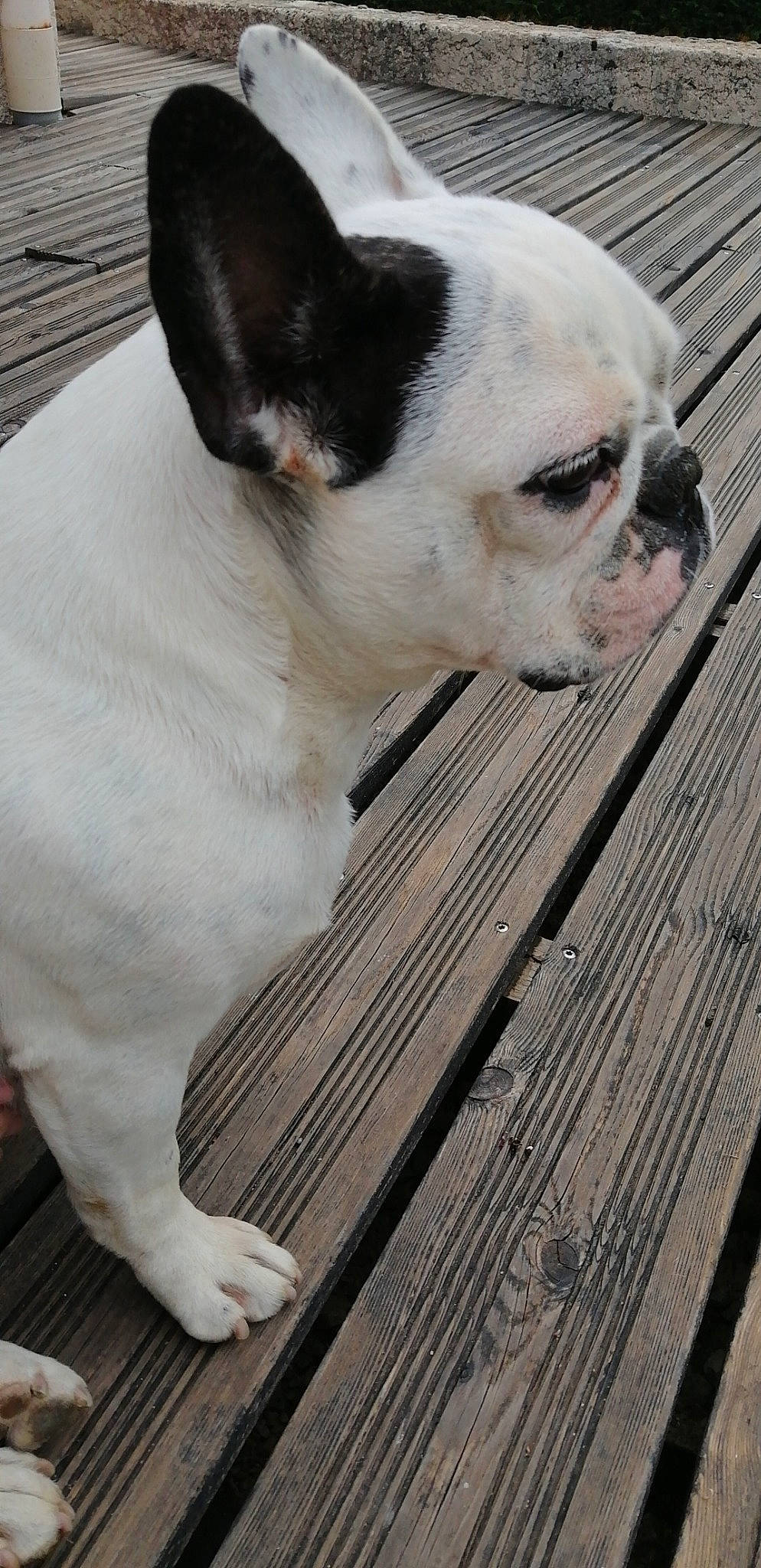 Janette participe au concours pour gagner de l'argent avec cette photo : boston_terrier, bulldog, canidae, carnivore, companion_dog, dog, dog_breed, ear, fawn, french_bulldog, mammal, non_sporting_group, nose, puppy, puppy_love, skin, snout, sporting_group, toy_bulldog, vertebrate