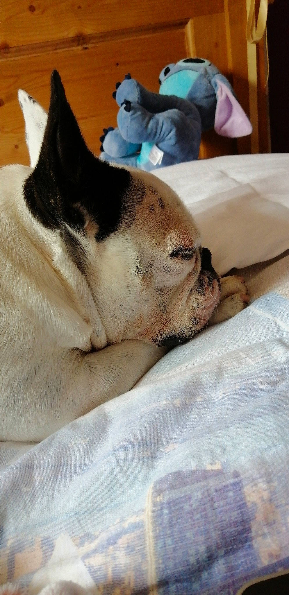 Janette a rejoint le concours — aidez-le/la à gagner de superbes lots ! american_bulldog, bulldog, canidae, carnivore, companion_dog, dog, dog_breed, ear, fawn, french_bulldog, mammal, nap, non_sporting_group, old_english_bulldog, puppy_love, sleep, snout, toy_bulldog, vertebrate, whiskers