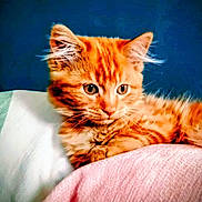 Doume participe au concours pour gagner de l'argent avec cette photo : cat, kitten, orange_tabby, feline, pet, animal, cute, whiskers, fur, ears, eyes, portrait, indoor, soft_surface, relaxed, closeup, domestic_animal, young, curious, resting