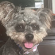 Sonic joined the competition — help win amazing prizes! animal, black, brown, close_up, collar, companion, curly_hair, cute, dog, domestic, ears, friendly, furniture, gray, happy, indoor, mirror, pet, smiling, tongue_out
