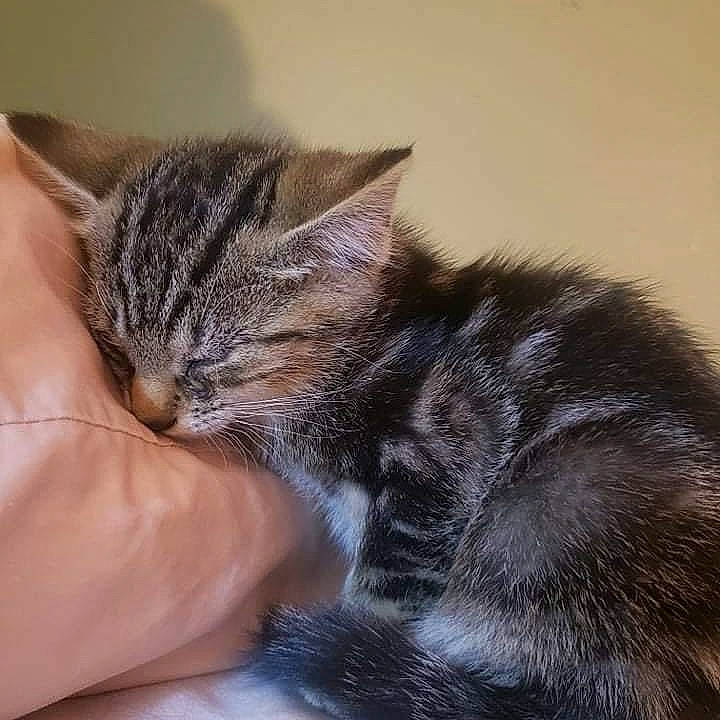 Pretzel joined the competition — help win amazing prizes! carnivore, cat, claw, comfort, domestic_short_haired_cat, felidae, fur, nail, nap, paw, sleep, small_to_medium_sized_cats, tail, whiskers