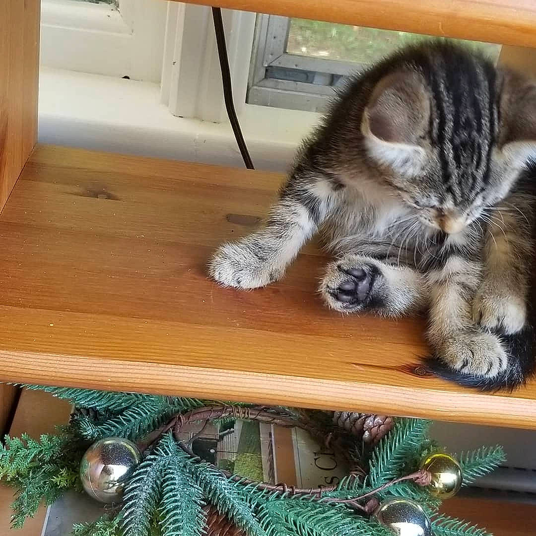 Pretzel joined the competition — help win amazing prizes! carnivore, cat, claw, conifer, domestic_short_haired_cat, evergreen, felidae, flooring, fur, hardwood, holiday, metal, paw, room, shelf, shelving, small_to_medium_sized_cats, tail, whiskers, wood