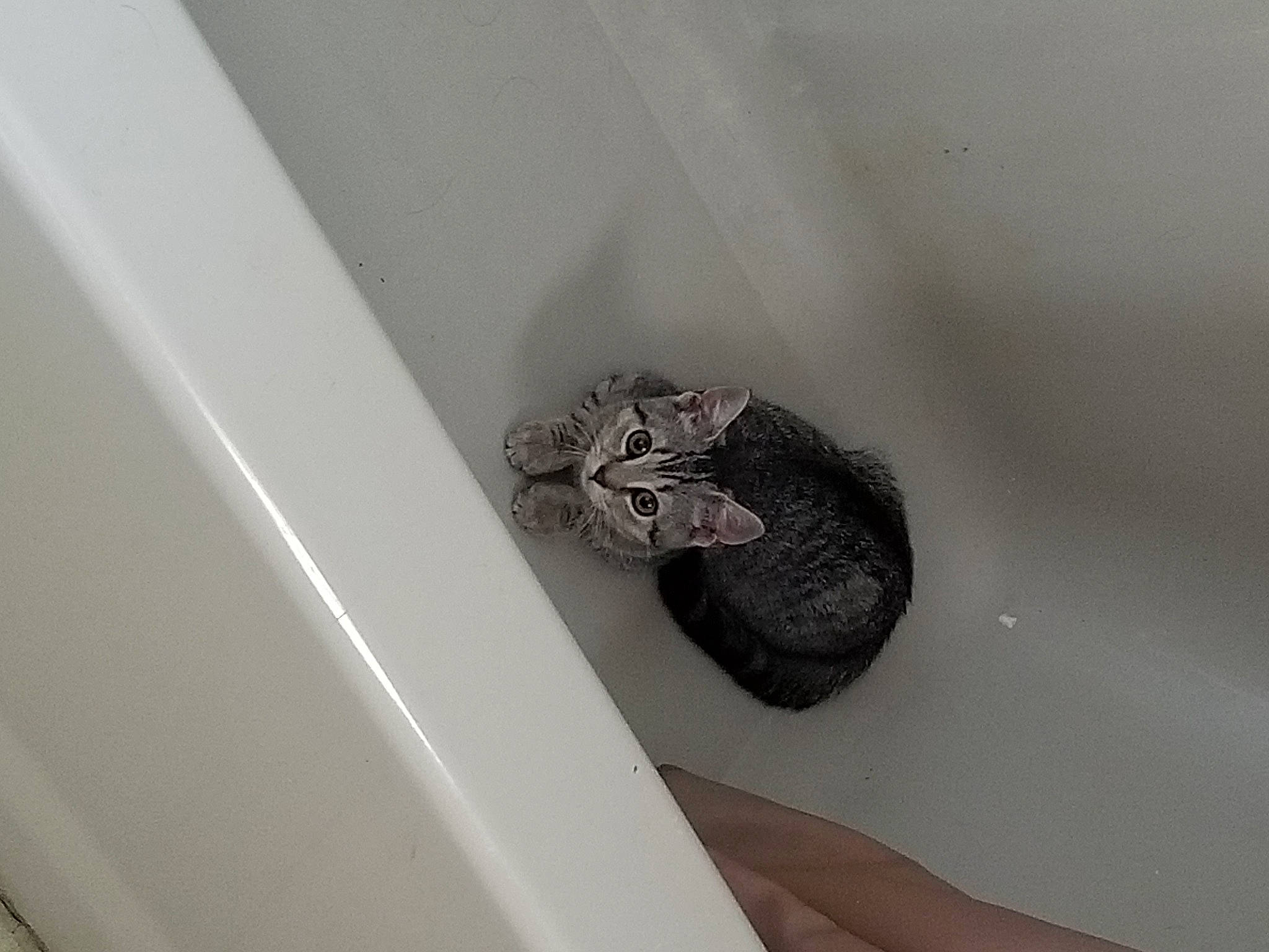 Luna is registered to the contest to win money with this photo: art, ceiling, circle, fashion_accessory, metal, plaster, plumbing_fixture, reptile, room