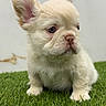 Prince is registered to the contest to win money with this photo: adorable, animal, background, canine, cute, dog, ears, fluffy, fur, grass, muzzle, nature, outdoor, pet, portrait, puppy, sitting, small, whiskers, young