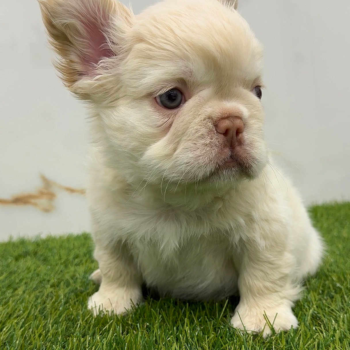 Prince