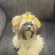 Chanel is registered to the contest to win money with this photo: dog, small_dog, shih_tzu, long_hair, fluffy, beard, bow, headscarf, floral_pattern, costume, pet, portrait, sitting, indoors, chair, leather, gray, white, groomed, cute