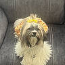 dog, small_dog, shih_tzu, long_hair, fluffy, beard, bow, headscarf, floral_pattern, costume, pet, portrait, sitting, indoors, chair, leather, gray, white, groomed, cute