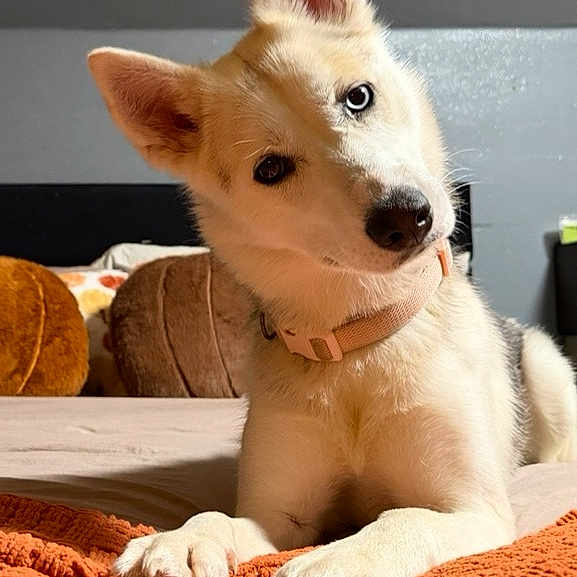 Luna