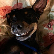 Hershey is registered to the contest to win money with this photo: dog, canine, pet, smile, teeth, nose, ear, whiskers, blanket, bedding, floral_pattern, bed, cozy, portrait, closeup, indoor, sleepy, happy, puppy, cute