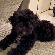 Oreo is registered to the contest to win money with this photo: dog, black_fur, fluffy, lying_down, blanket, indoor, home, floor, tile_floor, door, cozy, pet, animal, carpet, fur, relaxed, resting, cute, companion, domestic