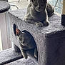 Atticus And Scout joined the competition — help win amazing prizes! cat, cats, gray_cat, cat_tree, pet, indoor, feline, curious, window, cubby, furniture, animal, cute, resting, paw, ears, whiskers, playful, household, sunlight