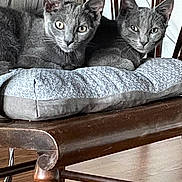 Atticus And Scout joined the competition — help win amazing prizes! cat, grey_cat, animal, pet, feline, chair, cushion, wooden_chair, indoor, floor, looking, resting, two_animals, domestic_animal, fur, ears, eyes, whiskers, mammal, cozy