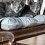 cat, grey_cat, animal, pet, feline, chair, cushion, wooden_chair, indoor, floor, looking, resting, two_animals, domestic_animal, fur, ears, eyes, whiskers, mammal, cozy