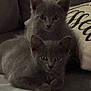 Atticus And Scout is registered to the contest to win money with this photo: kitten, gray_cat, feline, pet, animal, cute, couch, indoor, fur, whiskers, ears, eyes, resting, snuggling, young, domestic_animal, cozy, pillow, soft, closeup