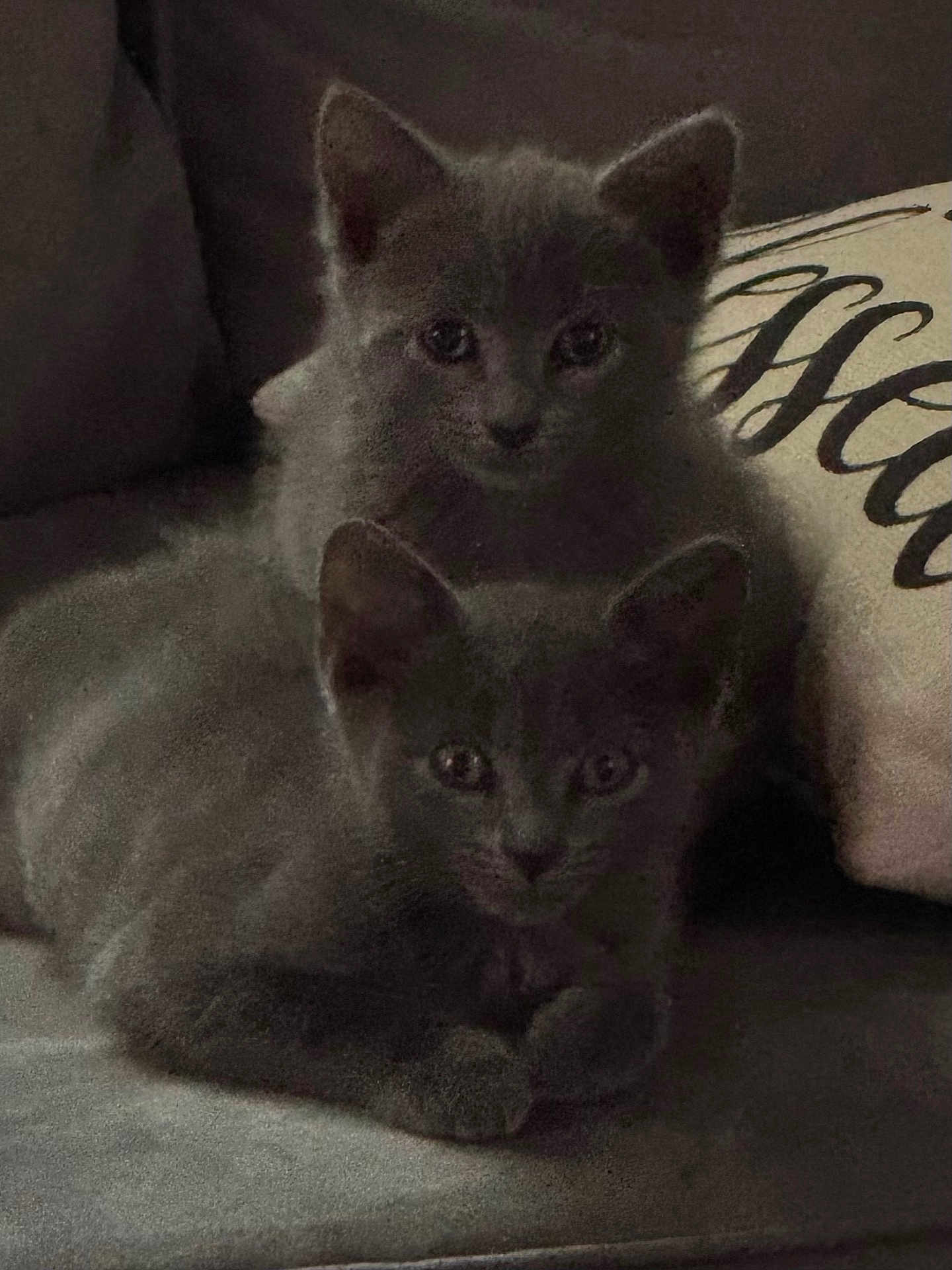 Atticus And Scout is registered to the contest to win money with this photo: kitten, gray_cat, feline, pet, animal, cute, couch, indoor, fur, whiskers, ears, eyes, resting, snuggling, young, domestic_animal, cozy, pillow, soft, closeup