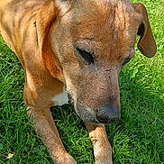 Mario a rejoint le concours — aidez-le/la à gagner de superbes lots ! dog, brown_dog, grass, flower, daisy, outdoor, pet, animal, nature, relaxed, sunlight, close_up, paw, canine, summer, peaceful, resting, fur, ear, greenery