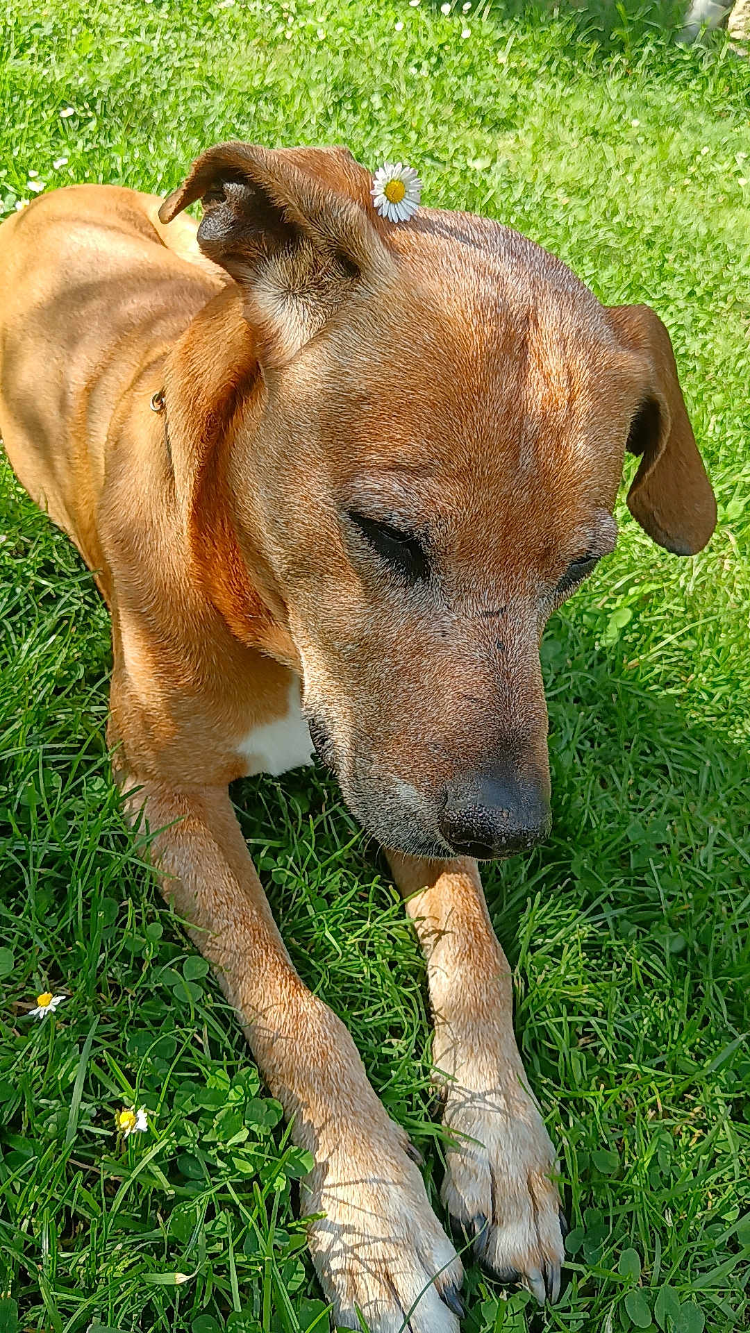 Mario a rejoint le concours — aidez-le/la à gagner de superbes lots ! dog, brown_dog, grass, flower, daisy, outdoor, pet, animal, nature, relaxed, sunlight, close_up, paw, canine, summer, peaceful, resting, fur, ear, greenery
