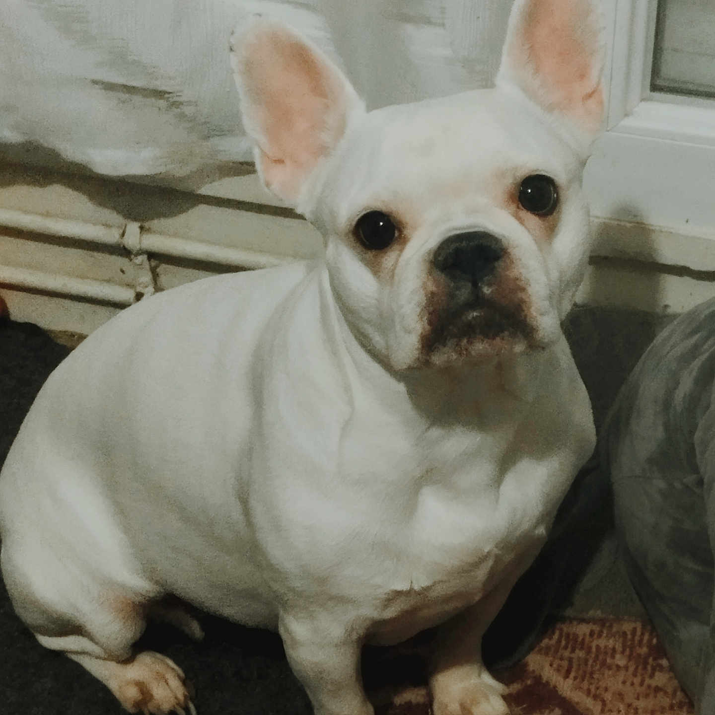 Mya a rejoint le concours — aidez-le/la à gagner de superbes lots ! animal, canine, carpet, companion, cozy, curious, cute, dog, domestic, ears, face, floor, french_bulldog, home, indoor, pet, portrait, sitting, white_dog, window
