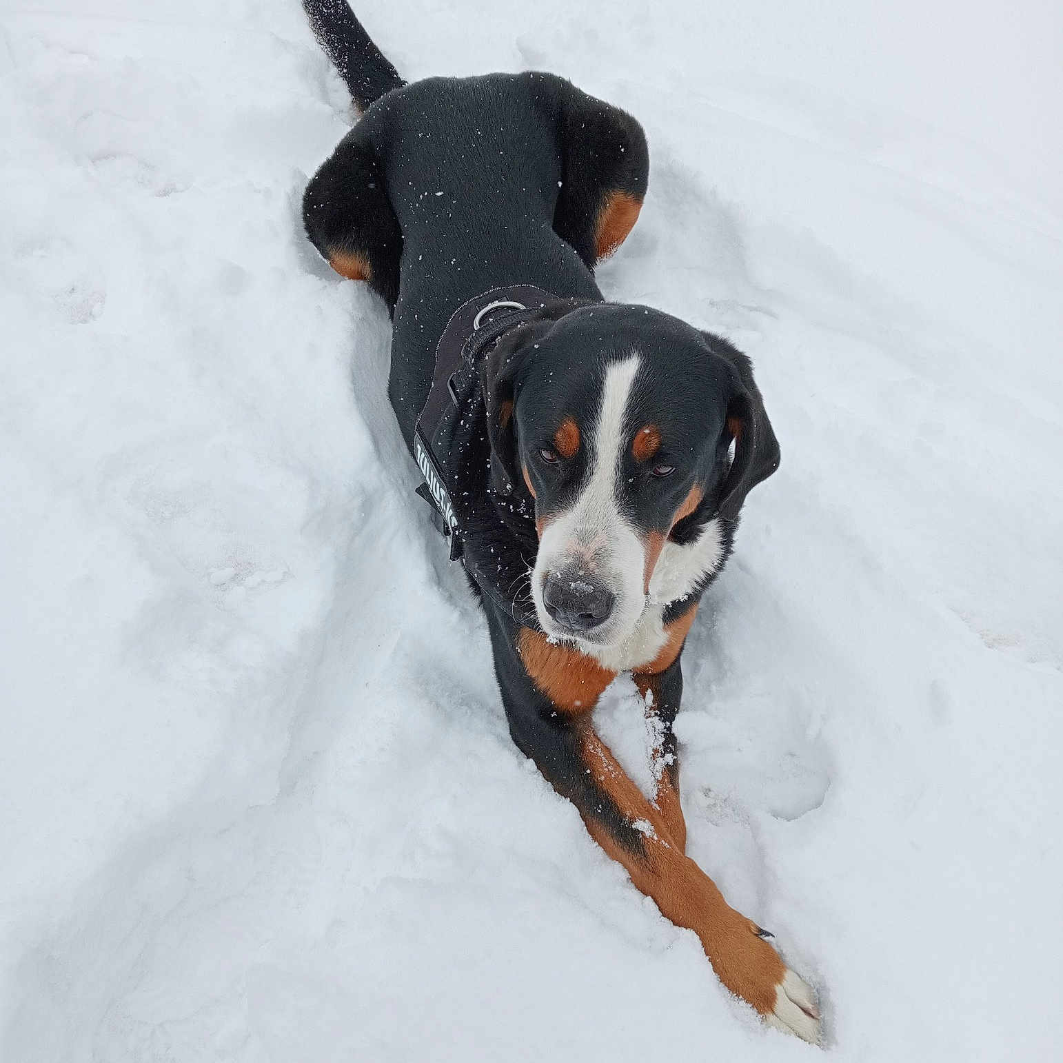 Lenny