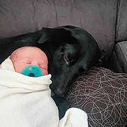 Aurora is registered to the contest to win money with this photo: animal, baby, black_dog, blanket, closeup, comfort, couch, cozy, dog, face, head, indoor, newborn, pacifier, pet, pillow, resting, sleeping, snuggle, soft