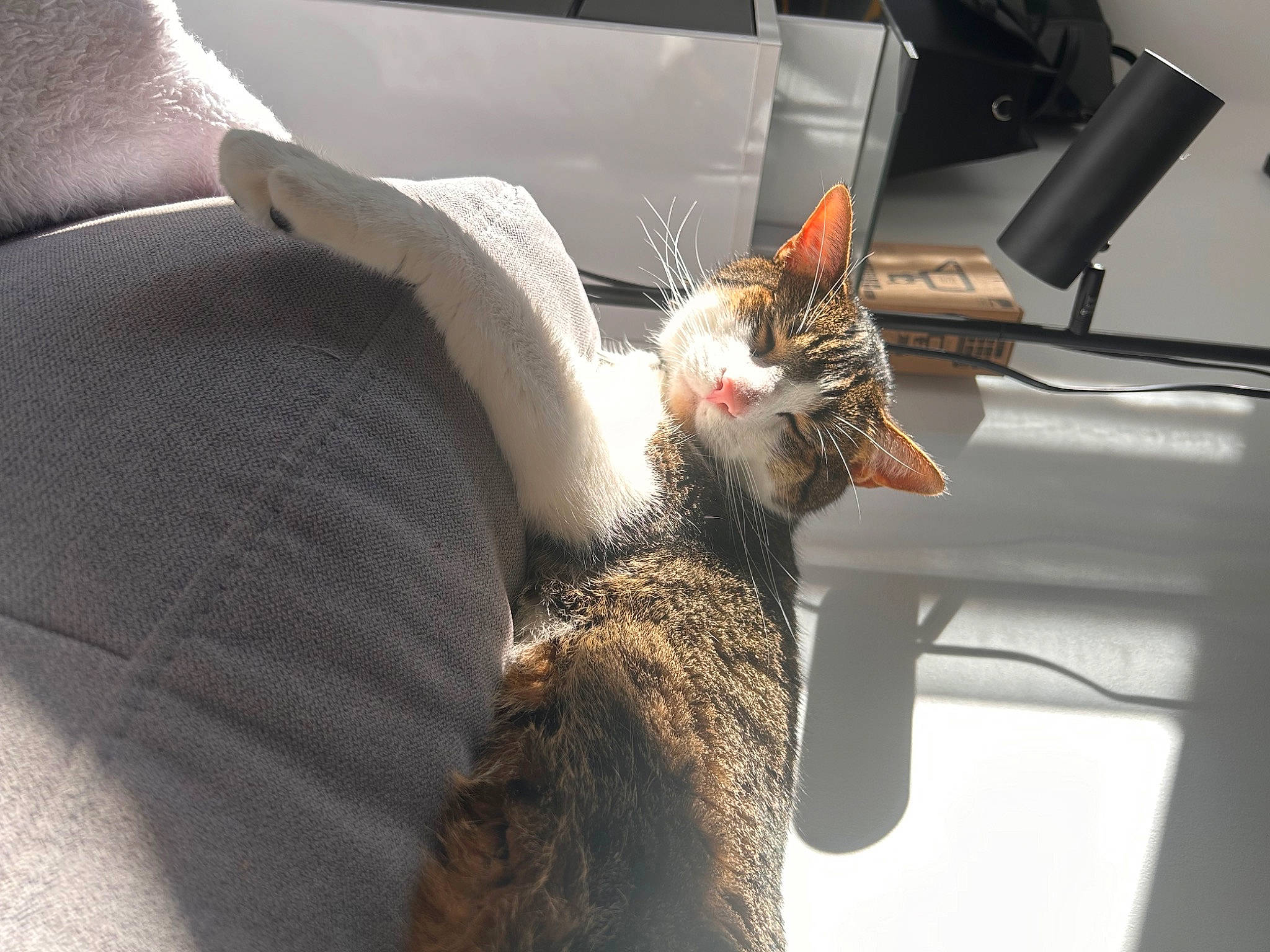 Elio participe au concours pour gagner de l'argent avec cette photo : carnivore, cat, comfort, couch, domestic_short_haired_cat, felidae, fur, linens, paw, room, sitting, small_to_medium_sized_cats, tail, vehicle_door, whiskers, window