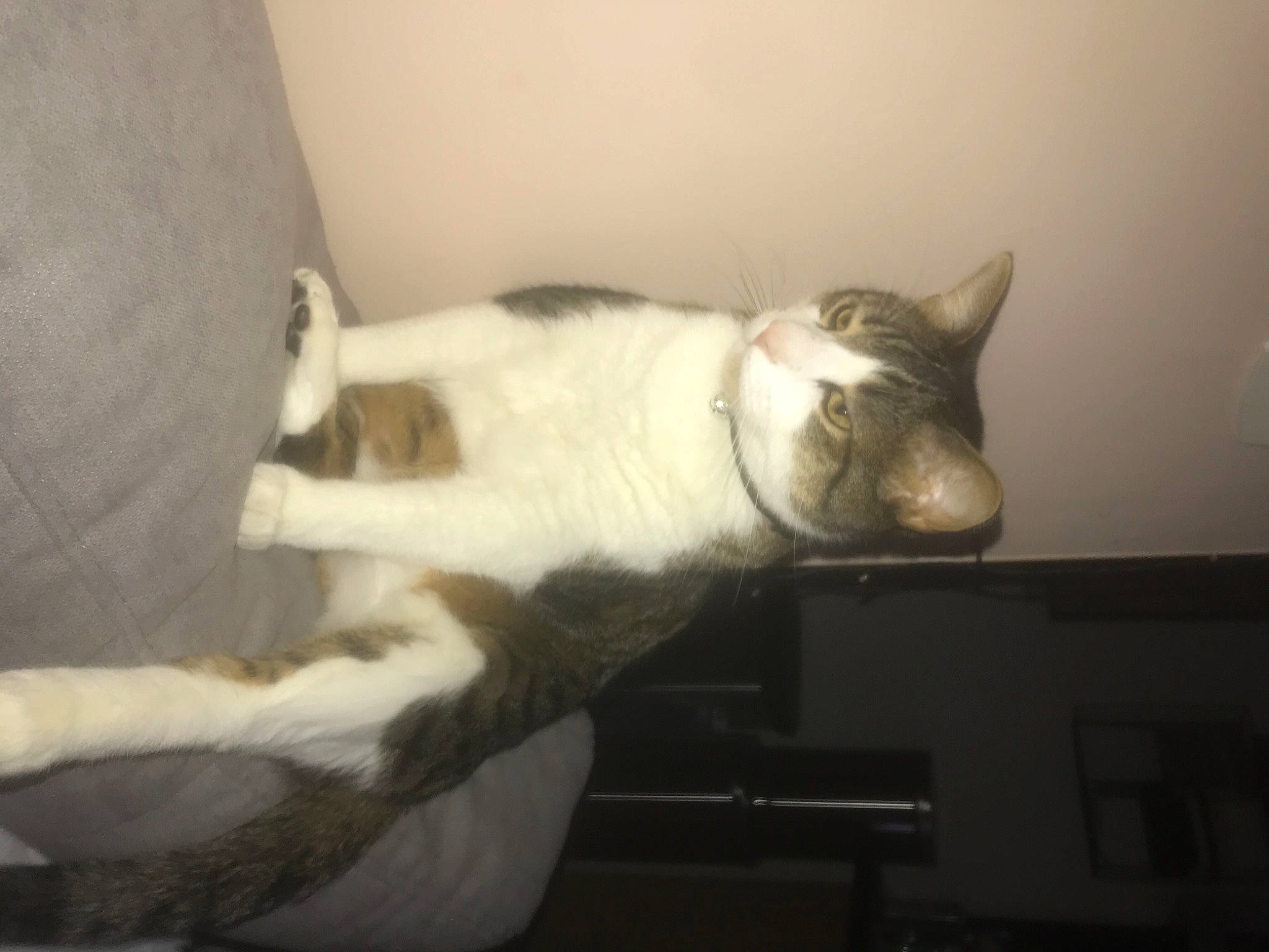 Elio participe au concours pour gagner de l'argent avec cette photo : canidae, carnivore, cat, comfort, domestic_short_haired_cat, ear, felidae, fur, jaw, paw, small_to_medium_sized_cats, snout, tail, vertebrate, whiskers, wood