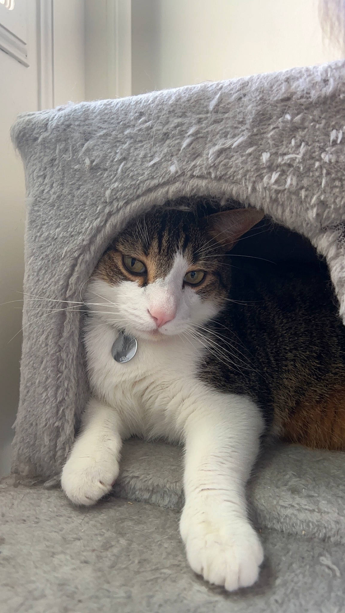 Elio participe au concours pour gagner de l'argent avec cette photo : carnivore, cat, claw, comfort, domestic_short_haired_cat, felidae, foot, fur, grey, paw, sitting, small_to_medium_sized_cats, snout, tail, terrestrial_animal, whiskers, window, wood