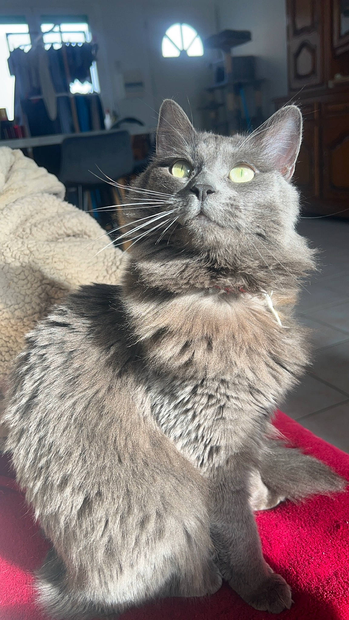 Nala a rejoint le concours — aidez-le/la à gagner de superbes lots ! black_cat, box, british_longhair, carnivore, cat, claw, domestic_short_haired_cat, felidae, fur, grey, paw, small_to_medium_sized_cats, snout, tail, terrestrial_animal, whiskers, window